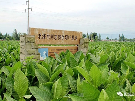 什邡特供烟叶种植基地